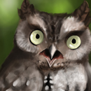 Screech Owl